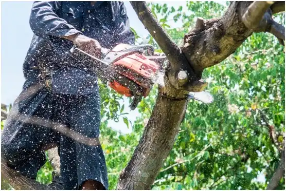 tree services Fort Gay